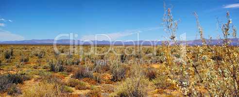 Dry highland savanna on a sunny day in South Africa with a copyspace and sky background. An empty landscape of dry, barren grassland and sharp, thorny bushes and copy space. An open field of shrubs