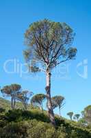 Tall pine tree in a bright and beautiful mountain landscape with green flora during spring. Landscape of rolling hills with greenery outdoors on a summer afternoon. Clear blue sky over scenic terrain