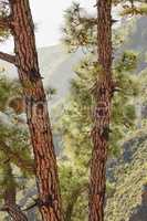 Closeup of pine trees in the forest. Nature landscape of tree trunk texture with lush green leaves in a wild eco friendly environment on the mountains of La Palma, Canary Islands, Spain