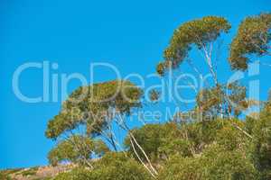 Trees growing on an uphill mountain. Remote organic mountain nature reserve on Table mountain in Cape Town on a sunny summer day. Tall green trees grow against a clear blue sky in South Africa.