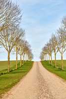 Countryside dirt road lined with european aspen trees leading to agriculture fields or remote farm pasture. Landscape view of quiet, lush, green scenery of farming meadows, blue sky and copy space