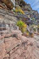 Green grass and bushes growing on a rocky mountainside on Table Mountain, Cape Town in South Africa. Lush shrubs, flora and plants in a peaceful and uncultivated nature reserve in summer