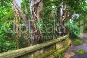 Photos of Oahu jungle - Hawaii. Images from Oahu - The state of Hawaii..