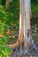 View of damaged and illegally stripped bark off forest tree used for fires, medicine and traditional rituals. Destruction to nature during recreation adventure through remote woods and mother nature