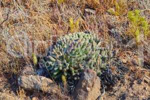 Closeup of succulents and wild dry grass growing in the mountainside. Indigineous South African plants, Fynbos and cacti between rocks on an adventure hiking trail in Cape Town, Western Cape