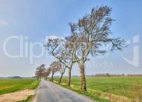 Landscape of open road near leaning trees due to strong winds. A beautiful windy summer day with roadway or route near land covered by grass, pasture, or meadow. Peaceful traveling path for vacation