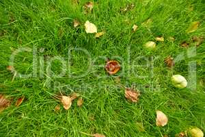 Above view of a rotten or eaten apple on lush green grass and lawn background with copy space. Aerial of fresh apples on the ground in a private and secluded backyard and home garden or orchard farm