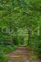 Lush forest with an old road through a magical green wilderness. Peaceful quiet nature landscape of endless woodland to explore on travel adventure. Vibrant trees growing in spring in Denmark