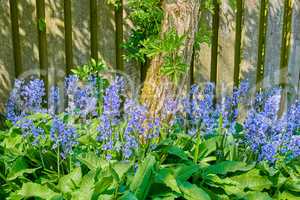 Closeup of colorful purple flowers growing in a garden. Spanish bluebell or hyacinthoides hispanica blossoming in nature during spring. Perennial plant with vibrant petals thriving in a peaceful park