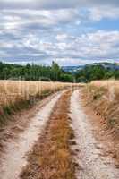 Dirt road on a farm land with a green forest and cloudy blue sky background. Yellow grass land or wheat field on a sustainable agriculture farmland. An empty farming grassland by the countryside