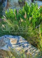 Closeup of Crimson fountain grass on a mountain in Western Cape, South African. Lush green bushes and weeds growing in harmony on a peaceful, sunny morning. Tranquil beauty in nature on a quiet hill