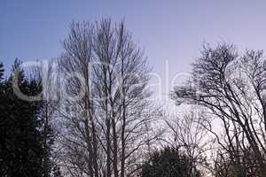 Dry tall trees outdoors in nature with a blue sky background. Beautiful landscape of branches during sunset on a summer late afternoon or early morning. Peaceful and scenic land with arid plants