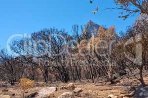 A forest of burnt trees after a bushfire on Table Mountain, Cape Town, South Africa. Lots of tall trees were destroyed in a wildfire. Below of black scorched tree trunks on a hilltop on a sunny day