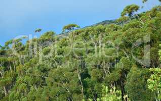 Landscape view of green eucalyptus gum rainforest canopy trees growing in wild and remote countryside. Scenic ecosystem of dense plants and bushes in remote conservation forest or nature woods