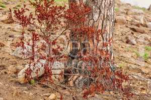 Closeup of bright red leaves growing on branches against a scorched tree trunk on Lions Head, Cape Town. Zoom in on plants that survived a wildfire in a forest, growing despite environmental damage