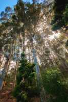 Tall trees in quiet forest on a fresh beautiful morning, growing on a sunny day from below. Calm, peaceful nature in harmony with zen and soothing view. Tranquil, silent wood landscape