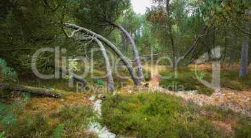 Fallen pine trees after a storm or strong wind leaning and damaged. Plants and bush in harsh weather conditions during winter. Destruction of nature and ecosystem by the extreme tempest in a forest