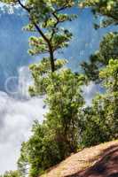 Copyspace and scenic landscape of foggy pine forests in the mountains of La Palma, Canary Islands, Spain. Forestry with view of a steep hill covered in green vegetation and shrubs during summer