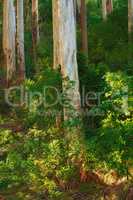 Landscape view of lemon scented gum trees growing wild in remote countryside hill or meadow. Scenic peaceful ecosystem of dense green plants, bushes and shrubs in nature conservation forest or woods