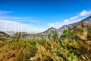 Beautiful view of green plants with a mountain and blue sky background in South Africa, Western Cape. Scenic and tranquil landscape of flora in an uncultivated natural ecosystem in Cape Town