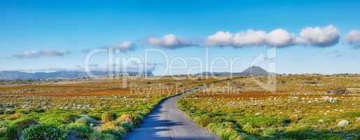 The wilderness of Cape Point National Park. Road through the wilderness of Cape Point National Park, Western Cape, South Africa.