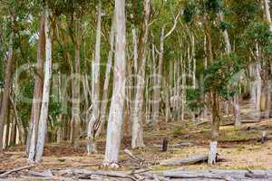 Forest of Eucalyptus or birch trees growing in a meadow in South Africa. Landscape of tall white trees with bark peeling in cultivated woodland near Hout Bay, Cape Town. Empty mysterious nature scene