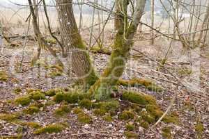 Dry trees with moss in a forest or park in autumn in the early morning. Beautiful and peaceful arid environment with dead wood or nature without leaves outdoors on a winter day