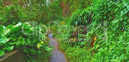 An abandoned mountain road in a rainforest. Native indigenous forests of Oahu near the old Pali Highway Crossing in Hawaii. Overgrown wilderness and green plants in a mysterious hiking trail