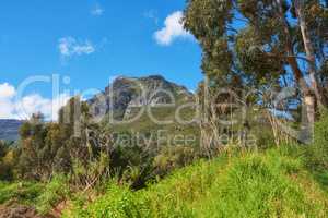Green tree plants on the mountains with blue sky copy space. Beautiful biodiversity in a nature landscape wild indigenous vegetation, shrubs and tress growing near a popular hiking spot in Cape Town