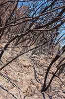 Dry trees outdoors in a desert on a hot summer day. Leafless burnt plants during a drought season on a field. Deciduous bush after a wildfire. The results of global warming in nature and flora