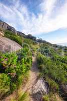 Relaxing nature scene of outdoor hiking trail amongst flower fields on a mountain on a sunny day in Summer or Spring. Peaceful walking path between plants and bushes. Scenic route with trees ahead.