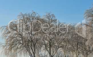 Bare trees on field during winter on a cold day with copyspace. Big creepy branches with no leaves on empty field in nature on an icy morning. Free standing wilding shoots in a lonely haunted forest
