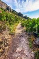 Trail on Table Mountain with vibrant, beautiful nature along a path in a forest. Trees and lush green bushes growing in harmony. Peaceful soothing fresh air with stunning views of natural landscape
