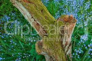 Closeup of Bluebell growing around a moss covered tree stump in a forest in springtime. Macro details of blue flowers in harmony with nature, tranquil wild flowerbed in a zen, quiet park or jungle