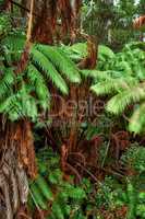 vibrant leaves of Screw pine trees growing in undisturbed nature in Hawaii, USA. Beautiful green leaf patterns in a soothing, calming forest. Leafy canopy in quiet harmony in a peaceful park