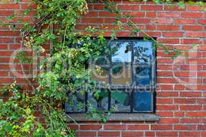 Rustic architecture background of rural building. Old window in a red brick wall with vines and climbing plants growing outside. Exterior closeup of square glass with metal frame in a historic house.
