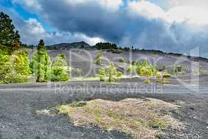 Landscape view of fir, cedar or pine trees growing in ash on volcanic mountain of La Palma, Canary Islands, Spain. Green environmental nature conservation, coniferous forest in remote, dry, arid area