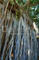 Overgrown vines or roots in a forest. Native wild fig trees in mysterious landscape. Closeup of a Banyan tree in Waikiki, Honolulu Hawaii, USA. Large tree trunk with texture detail in the jungle