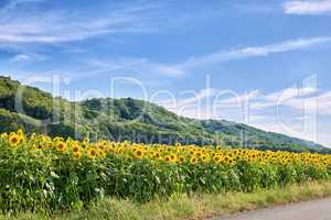 Mammoth russian yellow sunflowers growing in a field with a cloudy blue sky background and copy space. Tall helianthus annuus with vibrant petals blooming in a meadow in the countryside during spring