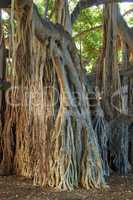 View of banyan trees of Oahu on sunny day. Overgrown wilderness, vines and bushes in rain forest in Hawaii. Native wild fig trees in mysterious landscape. Hidden wonder on hiking trails on vacation