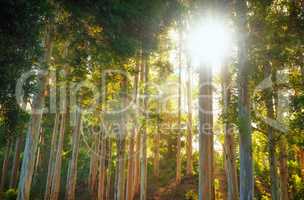 Landscape of a forest with beams of light shining through trees. Below of lots of tall pin tree trunks in the woods at sunset. A green forest for hiking and exploring close to Cape Town, South Africa