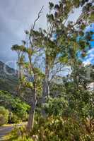 Beautiful trees and green bushes in nature with Table Mountain National Park in background. Landscape of secluded hiking trail on a cloudy spring day outside in relaxing eco friendly environment