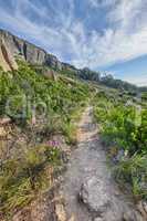 Rocky landscape on the top of Table Mountain in Cape Town, South Africa. Lush green plants and bushes growing against a blue sky background. Relaxing, soothing views of a mountain peak in nature