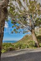 Green trees on the mountains with blue sky and ocean copy space. Beautiful nature landscape with wild indigenous plants and shrubs growing on a mountain hill near a popular hiking spot in Cape Town