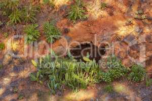 Green plants growing on desert land on a sunny summer day. Dry red rocky soil with green foliage and sunlight shining on a spring afternoon. Succulents appear on arid land between stones and rock