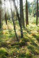 Tall trees in a forest in autumn. Lots of tree trunks covered in moss in the woods on a sunny afternoon. Nature landscape of wild forestry environment with early fall leaves among green grass