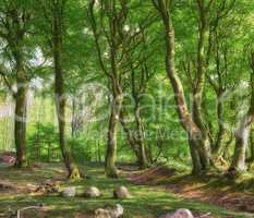 Lush green cultivated forest with trees in spring. Empty and secluded woodland with growing and blooming vegetation in an undisturbed natural area. Landscape view of a magical remote park in summer
