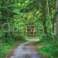 Scenic pathway surrounded by lush green trees and greenery in nature in a Danish forest in springtime. Deserted walkway in a forest with scenery for adventure. Empty footpath in a woods during summer