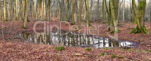Autumn forest with tree trunks around a pond or puddle after rain in nature with brown autumn leaves . Rural and remote landscape with uncultivated ground and moss and algae spreading on trees