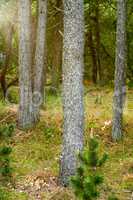 Bark texture growing in a remote location in nature. Landscape view of the evergreen forest with fresh green and dry grasses in the lush foliage. Beautiful summer forest with pine trees and scrubs.